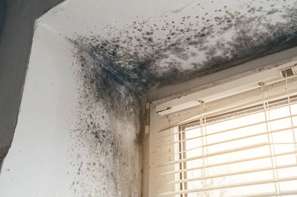 Affordable Mold Cleanup solutions in McSherrystown, PA